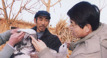 沧州野生鸟类救护与公众教育